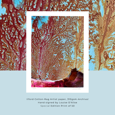 Coral Cove Gorgonian Specimen - Limited edition print