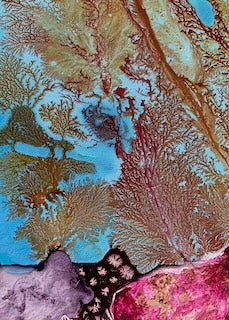 Close-up of colorful coral and marine life on a reef