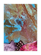 Coral Cove lilac with hot pink -Limited edition print
