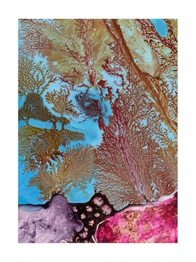 Coral Cove lilac with hot pink -Limited edition print