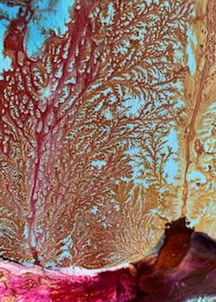 Close-up of coral with intricate patterns and textures