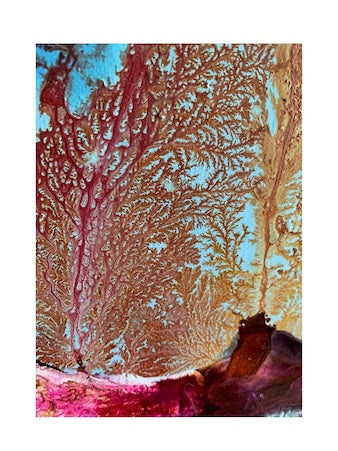 Coral Cove Gorgonian Specimen - Limited edition print